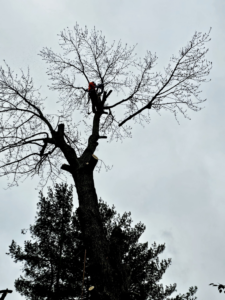 An arborist safely cutting tree branches high up in a bare tree for Rosas brothers tree service llp in Richmond, KY.