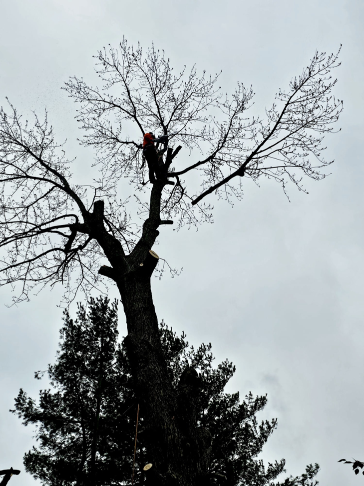 An arborist safely cutting tree branches high up in a bare tree for Rosas brothers tree service llp in Richmond, KY.