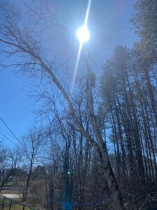 Arborist high in a bare tree, harnessed and using a chainsaw to cut branches for Sky High Tree Service in Lynnwood, WA.