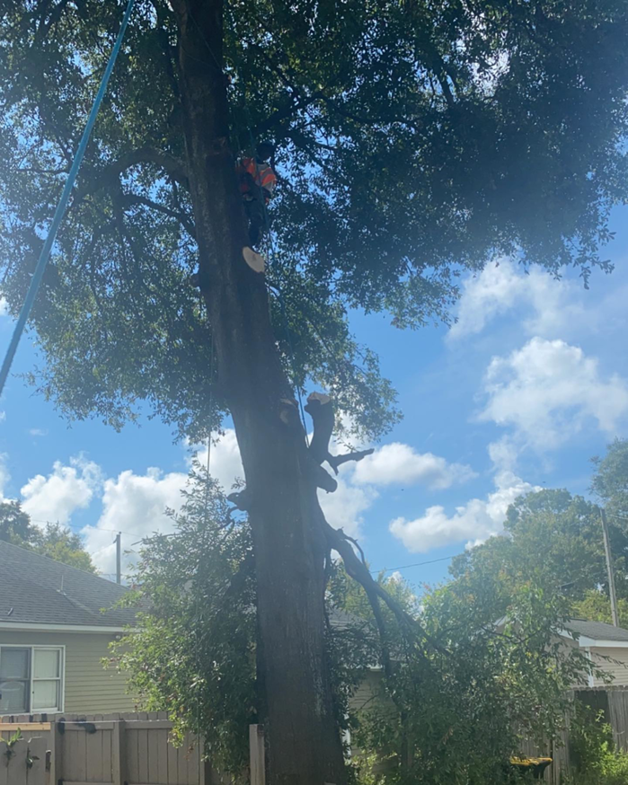 An arborist high in a large tree, actively cutting branches during a tree service job by T-Bone Tree Service in Savannah, GA.