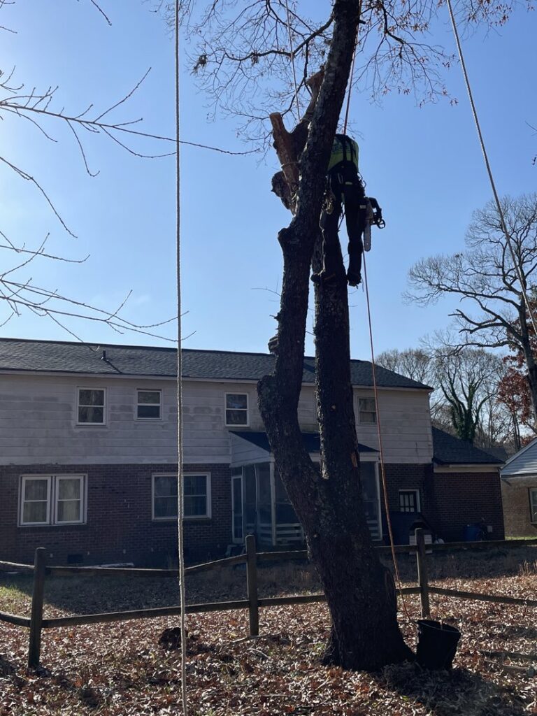 An arborist with a chainsaw cutting tree branches while secured with ropes for Treetop's Tree Service in Chesapeake, VA.