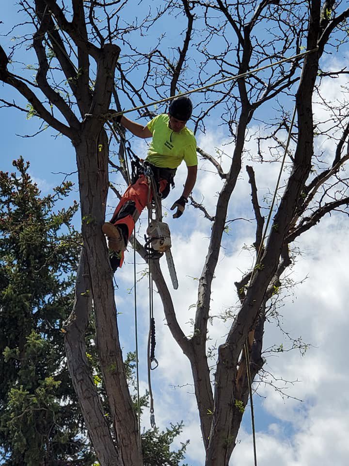 An arborist suspended by ropes, cutting tree branches with a chainsaw for Branching Out Tree Service in Amityville, NY.
