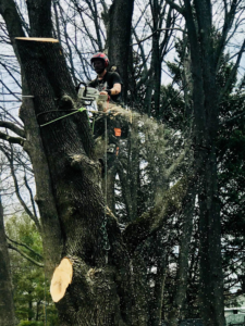An arborist safely cutting a large tree with a chainsaw, performing tree removal for Arborist Matt Cole in Brewer, ME.