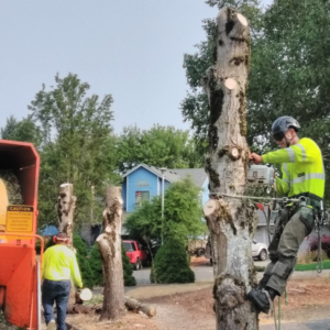 An arborist cutting a tree with a chainsaw while another worker operates a wood chipper for Blessings Tree Service & Landscaping in Vancouver, WA.