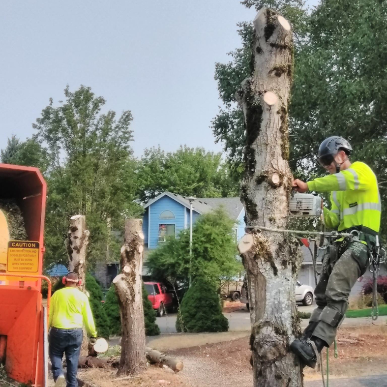 An arborist cutting a tree with a chainsaw while another worker operates a wood chipper for Blessings Tree Service & Landscaping in Vancouver, WA.