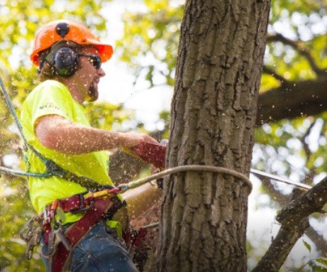 An arborist in safety gear cutting a tree with a chainsaw for Austin Tree Specialists in Austin, TX.