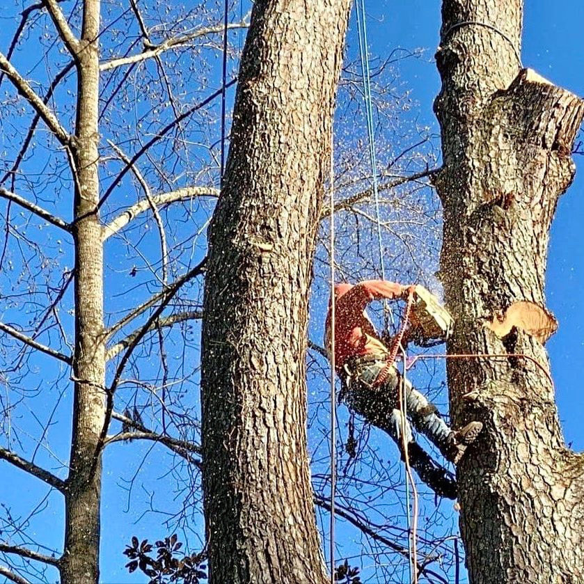 An arborist from Sergeant tree service using a chainsaw to cut a tree branch, with sawdust flying, in Atlanta, GA