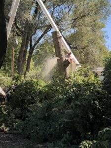An arborist in a bucket lift using a chainsaw to cut a tree trunk for Toben Tree Service in Yankton, SD.