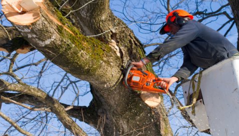 An arborist in a bucket lift cutting a large tree branch with a chainsaw for Good Hands Tree Service in Dallas, TX