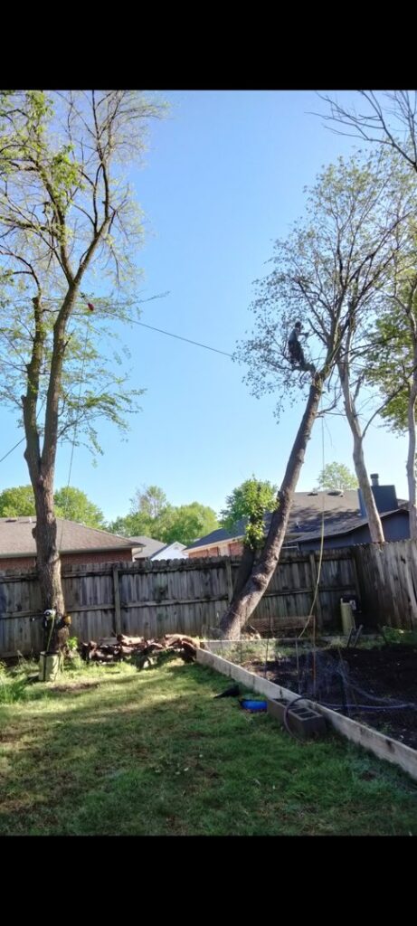 An arborist cutting a tree high up with a chainsaw and ropes for Apex Tree Service, LLC in Huntsville, AL.