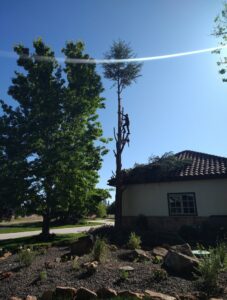 An arborist from Pro Cuts Tree Service carefully cutting tree branches over a residential roof in Caldwell, ID.