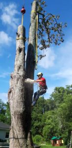 An arborist from Eagerton Tree Service, LLC cutting a large tree section while suspended, with crane assistance, in Ponte Vedra Beach, FL.