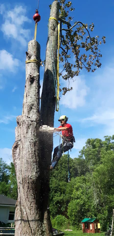 An arborist from Eagerton Tree Service, LLC cutting a large tree section while suspended, with crane assistance, in Ponte Vedra Beach, FL.