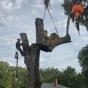 An arborist suspended by a crane, cutting a large section of a tree trunk during removal by Royal Oak Tree Services in Jacksonville, FL.