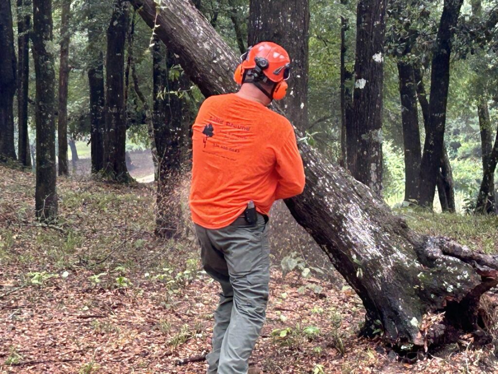 An arborist from Solid Ground Tree & Property Services LLC in Dothan, AL, wearing safety gear and cutting a tree with a chainsaw.