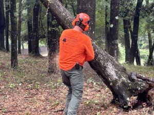 An arborist from Solid Ground Tree & Property Services LLC in Dothan, AL, wearing safety gear and cutting a tree with a chainsaw.