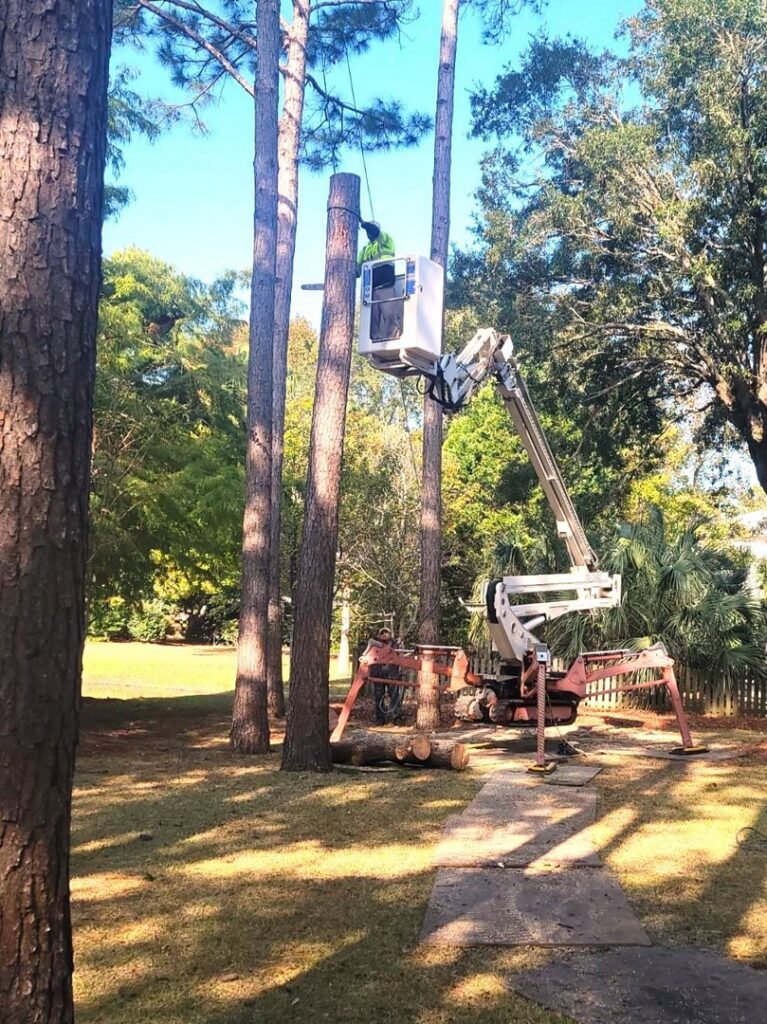 An arborist from Stewart Tree Service actively cutting a tree from a bucket lift in Mount Pleasant, SC.