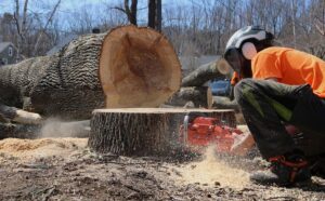 An arborist in safety gear using a chainsaw to cut a tree stump, generating sawdust, for Black Fern Tree Service in South Portland, ME.
