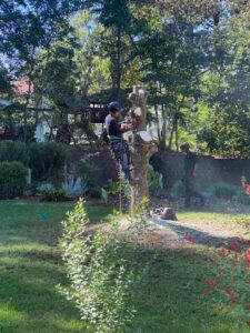 An arborist cutting sections of a tree stump with a chainsaw for K.O. Tree Service in Charlotte, NC.