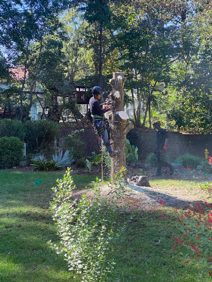 An arborist cutting sections of a tree stump with a chainsaw for K.O. Tree Service in Charlotte, NC.