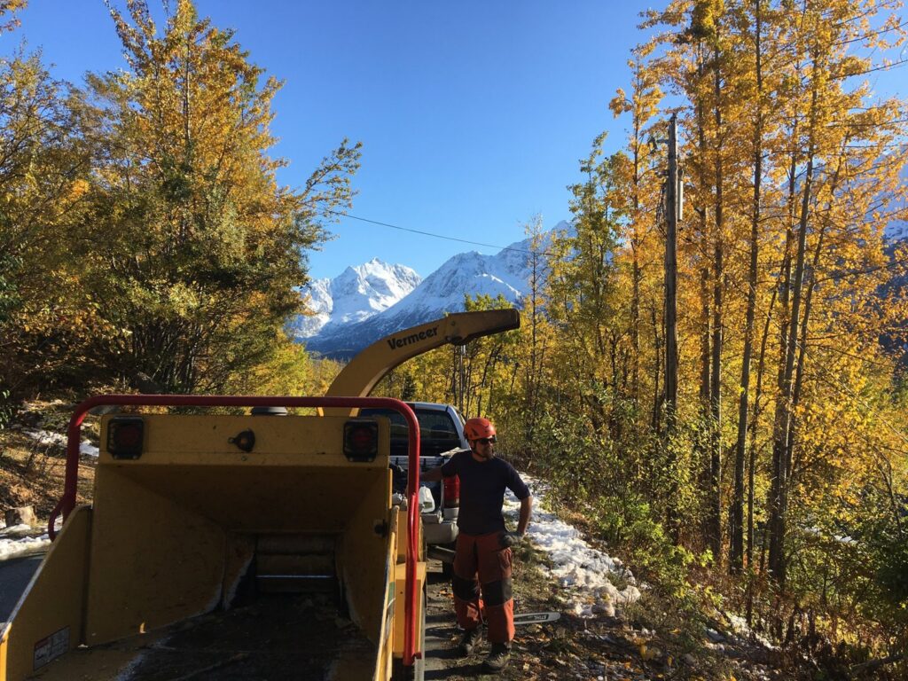 An arborist cutting the top of a tall tree, with wood chips flying, for Boreal Tree Care in Anchorage, AK.