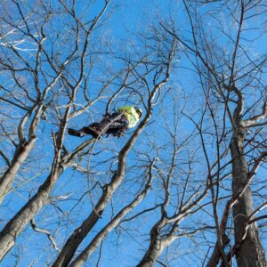 An arborist in safety gear cutting a tree trunk with a chainsaw in a snowy forest for Teacher's Tree Service in South Burlington, VT.
