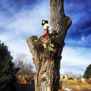 An arborist from Tree Artisans cutting a large tree trunk with a chainsaw, with wood chips flying, in Colorado Springs, CO.