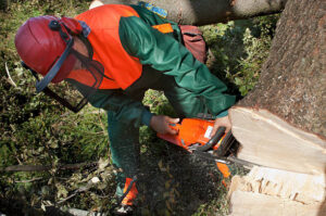 An arborist in full safety gear cutting a large tree trunk with a chainsaw for West Coast Tree Care in San Jose, CA