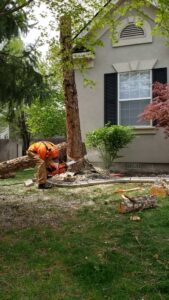An arborist from Tapson's Tree Service in Boise, ID, cutting a tree trunk with a chainsaw near a residential home.