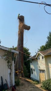 An arborist high in a tree, actively cutting a large section of the trunk during a tree removal service by The Honest Arborist in Everett, WA.