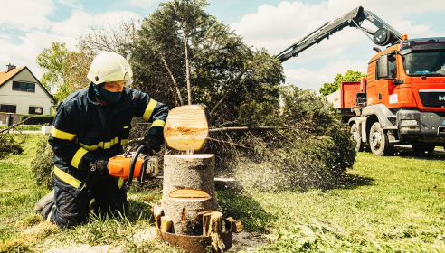 An arborist cutting a tree trunk with a chainsaw for Tree Removal Washington in Seattle, WA