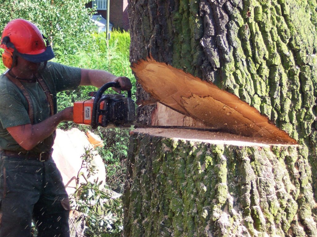 An arborist cutting a large tree trunk with a chainsaw, performing tree removal for Front Range Arborists in Colorado Springs, CO.