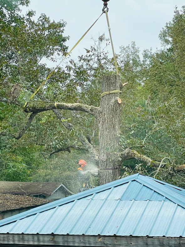 An arborist using a chainsaw to cut a tree trunk, which is safely secured by straps to a crane, for Infinity Tree Service in Augusta, GA.