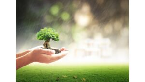 An arborist safely cutting a large tree with a chainsaw, performing tree removal for A & K Tree Service in Livonia, MI.