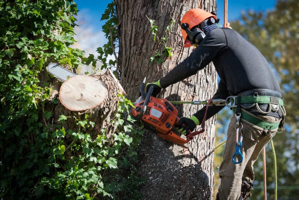 An arborist in safety gear cutting a tree trunk with a chainsaw, providing service for All Wood's Tree Service in Ogden, UT.