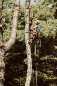 An arborist safely cutting a tree with a chainsaw, performing tree removal for Crown Cleaners in Warwick, RI.