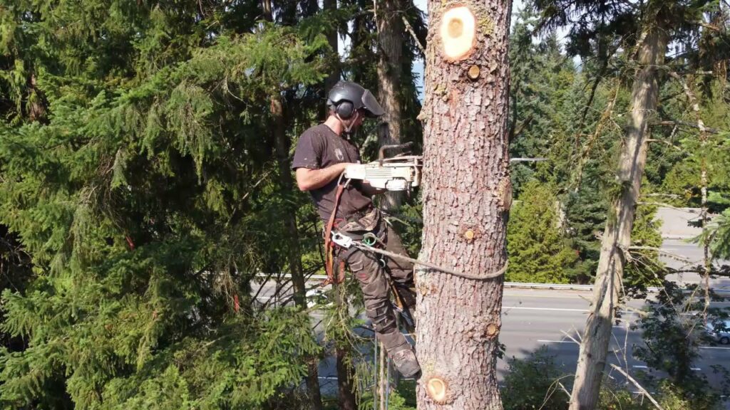 An arborist safely cutting a tree with a chainsaw high up in a tree for David Marrs Trees in Ellensburg, WA.