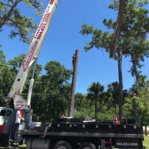 An arborist from Eagerton Tree Service, LLC cutting a tree trunk with a chainsaw while suspended, in Ponte Vedra Beach, FL.