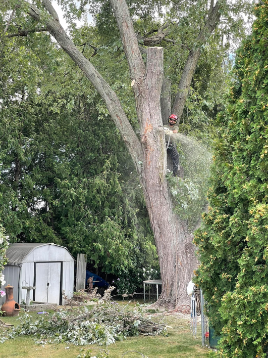 An arborist cutting a large tree with a chainsaw, with sawdust flying, for Tip Top Tree Care in Grand Rapids, MI.