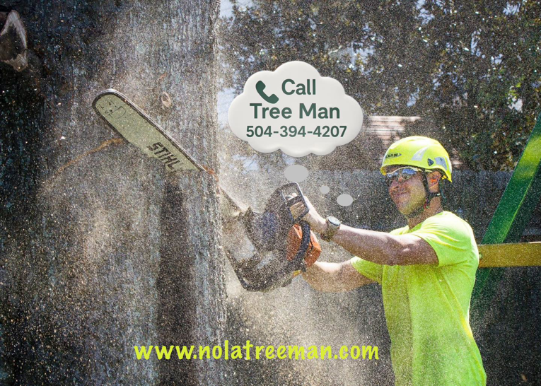 An arborist from Tree Man Inc. cutting a tree with a chainsaw in New Orleans, LA.