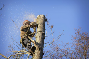 An arborist cutting a tree with a chainsaw, performing tree removal for Triangle Tree Services in Pinellas Park, FL.