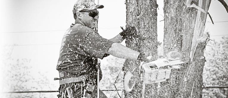 An arborist wearing safety gear uses a chainsaw to cut a tree trunk, performing tree removal services for Walt's Tree and Stump Removal in Newport News, VA.