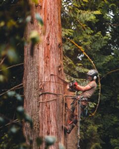 An arborist from Wild Roots Arborist using a chainsaw to cut a large tree trunk while suspended in Fayetteville, AR.
