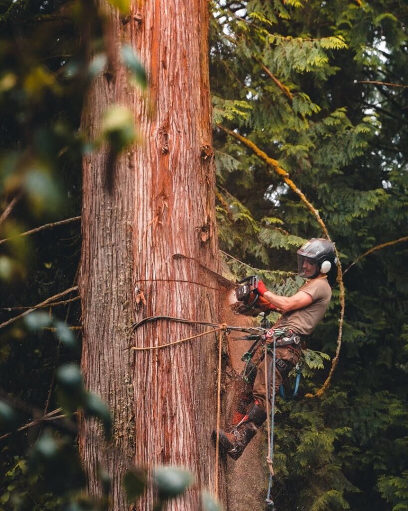 An arborist from Wild Roots Arborist using a chainsaw to cut a large tree trunk while suspended in Fayetteville, AR.