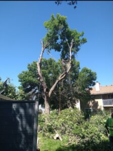 An arborist from Pro Cuts Tree Service safely cutting tree branches using ropes in Caldwell, ID.