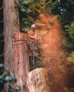 An arborist from Wild Roots Arborist cutting a tree with a chainsaw, sending wood chips flying, in Fayetteville, AR.