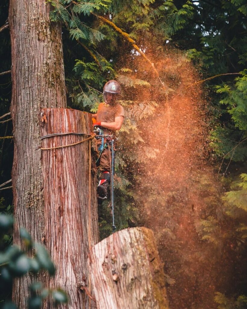 An arborist from Wild Roots Arborist cutting a tree with a chainsaw, sending wood chips flying, in Fayetteville, AR.