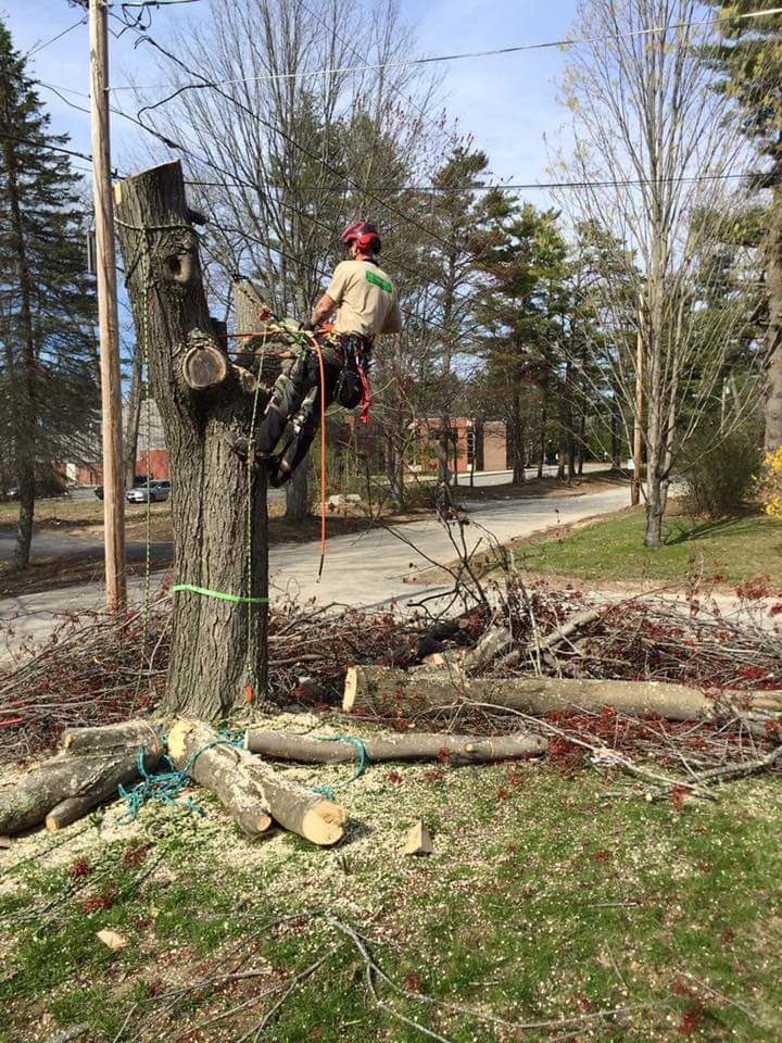 An arborist in a yellow safety vest and climbing gear cutting a tree with a chainsaw for Arborist Matt Cole in Brewer, ME.