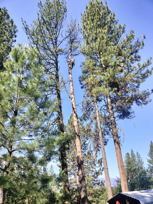 An arborist descending a tall pine tree during a tree removal project by JPH Tree Service LLC in Boise, ID.