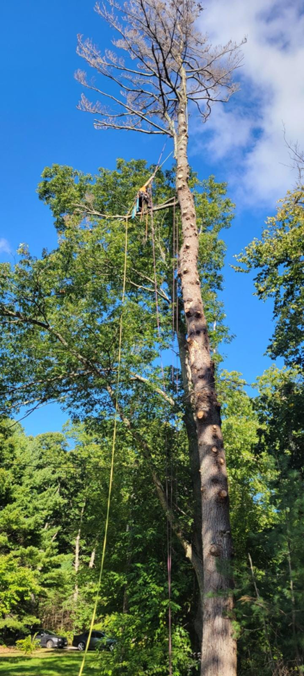 An arborist descending a tall tree using multiple ropes during a tree service job by Randy Walker's Arborist Page in Cumberland Hill, RI.